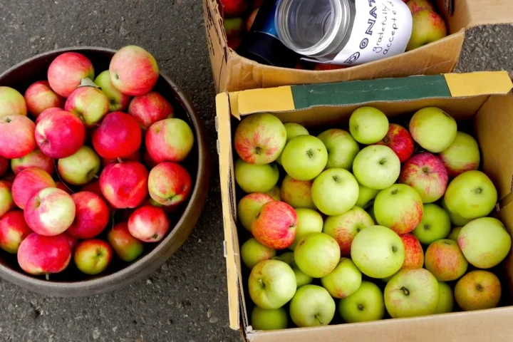 Apple Donations for the Cider Pressing