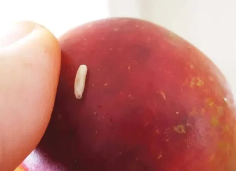 Apple Maggot Control 101 1 Apple Maggot Crawling On Apple Washington State EDU