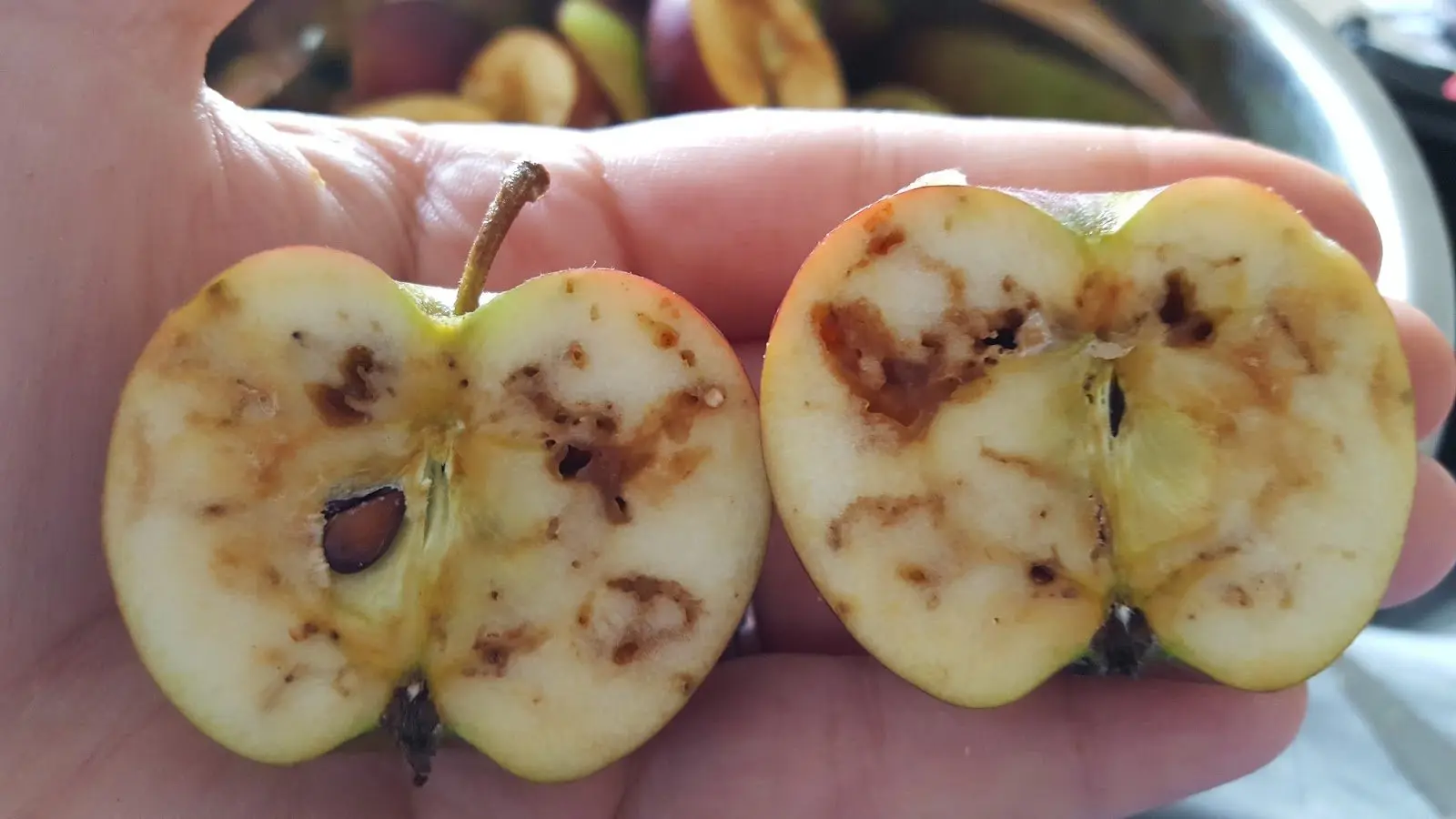 Worms in your apples? Learn exactly how to get rid of apple maggots—organically or with sprays—so every crisp bite is tunnel-free and Alberta-grown.