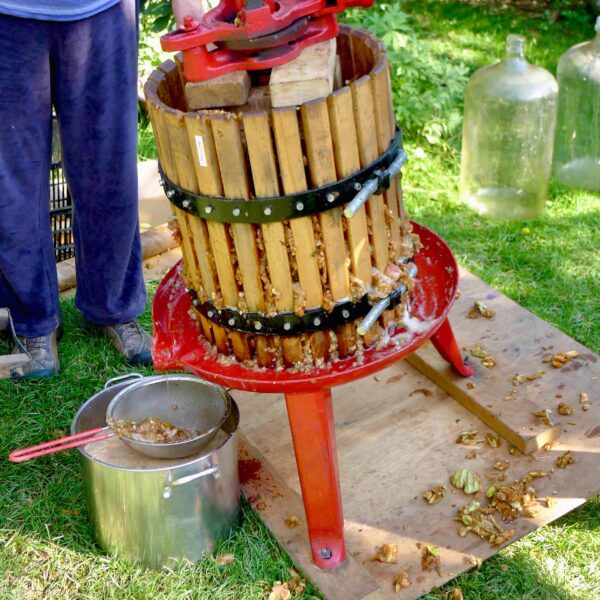 Apple juice flowing out of the press