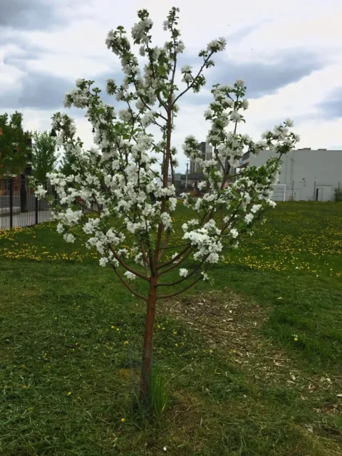 Apple Tree OFRE Orchard