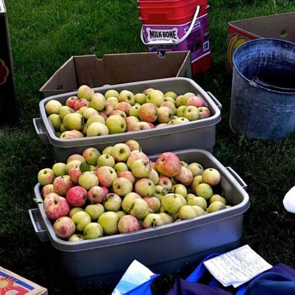 Rubber bins filled with apples waiting to be pressed