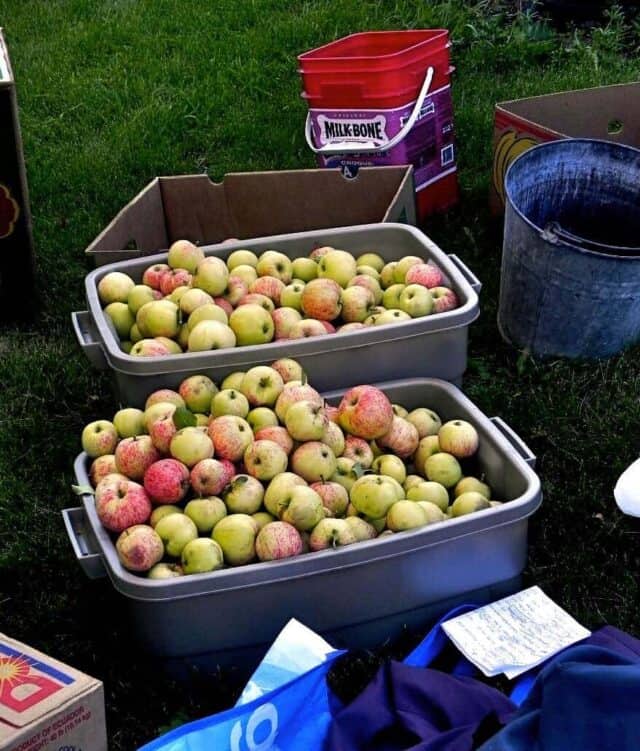 Rubber bins filled with apples waiting to be pressed