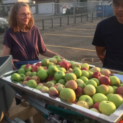 Apples Loaded Into Crusher