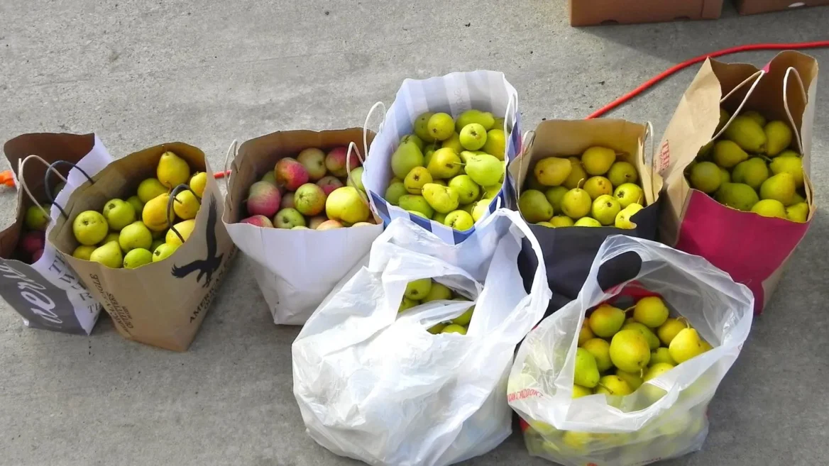 Bags and Bags of Apples and Pears Donated