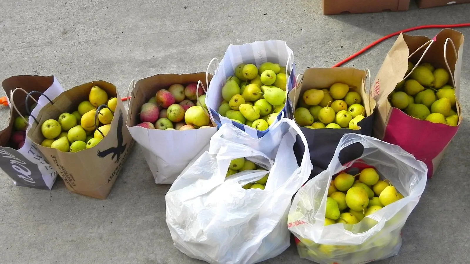 Bags and Bags of Apples and Pears Donated