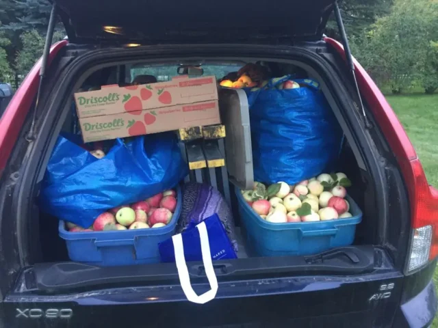 Car Load of Apples for pressing