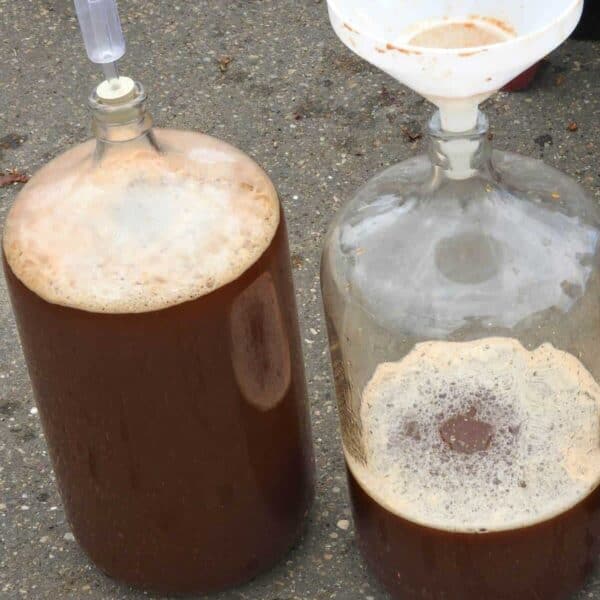 Carboys filled with freshly pressed apple juice