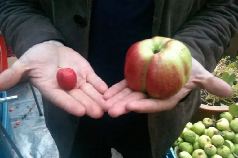 crab apple and eating apple for cider
