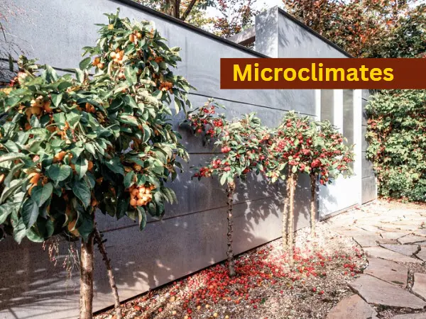 Creating Microclimates For Urban Fruit Growing