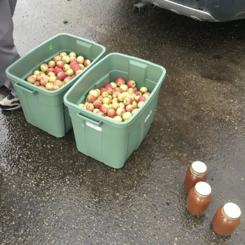 Donated Apples in Totes and Fress Juice in Jars