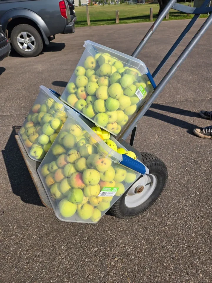 Donated Apples in Totes on a Dolly