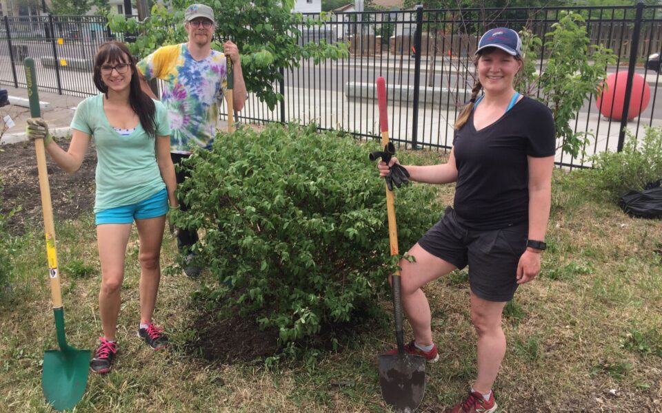 Three volunteers with their shovels stand by a fruit bush they just planted