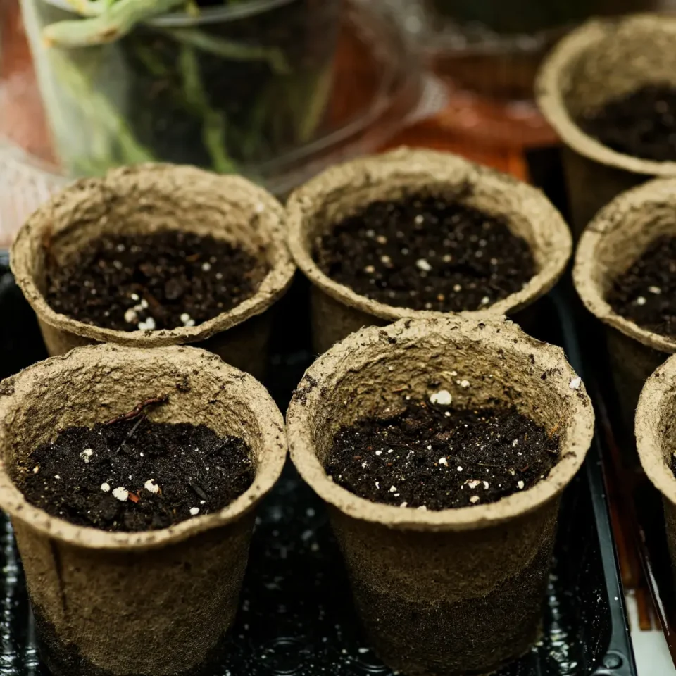 Starting Seeds Indoors: Grow Healthy Transplants for Your Edmonton Garden 1 Fiber seed starting pots up close