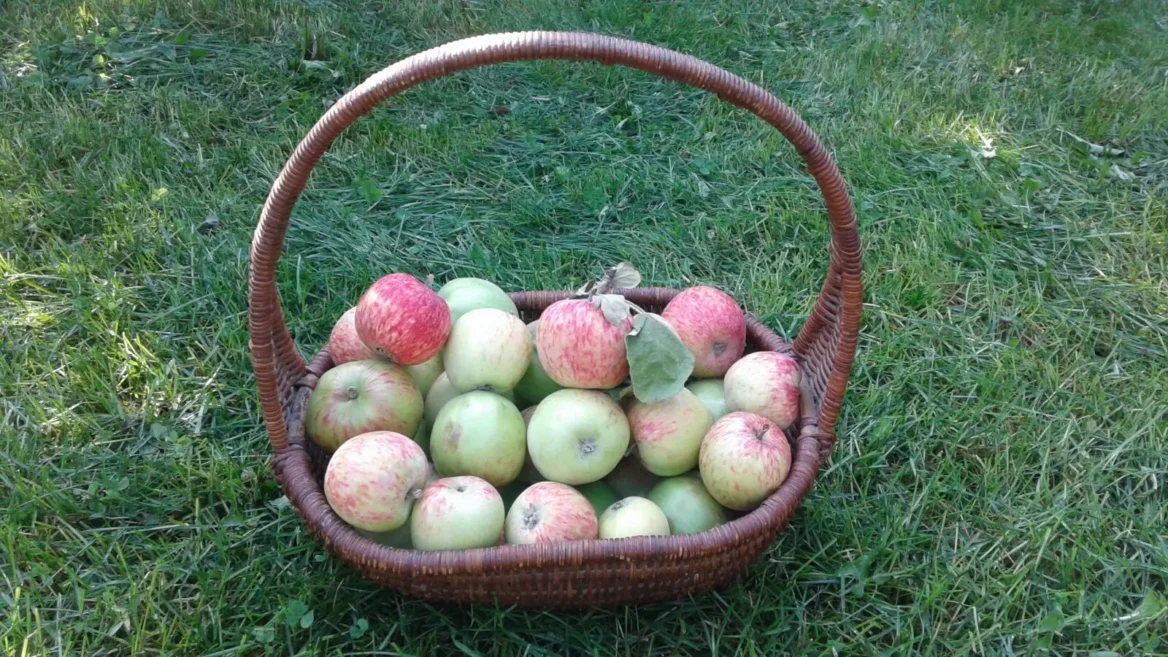 Free Apples in a Basket on the Grass Under the Tree