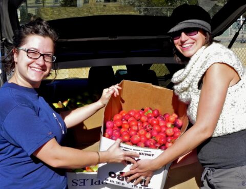 Fruit Picker Volunteers With a Box of Apples