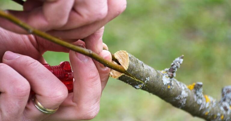 Tree Grafting Workshop in Edmonton