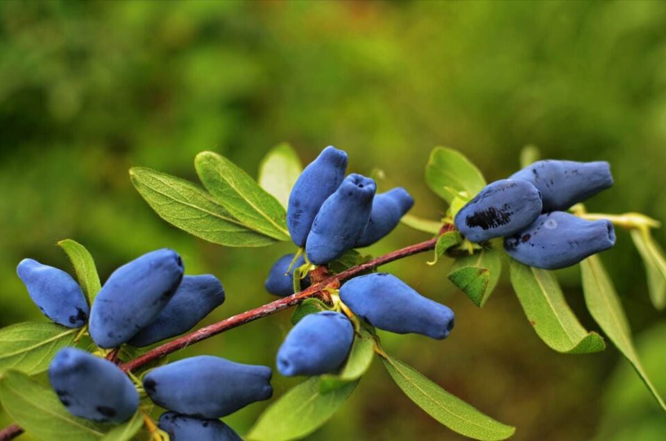 Haskap berries on branch ready for harvest