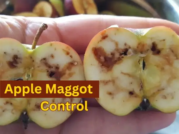 How to Control Apple Maggots in Edmonton