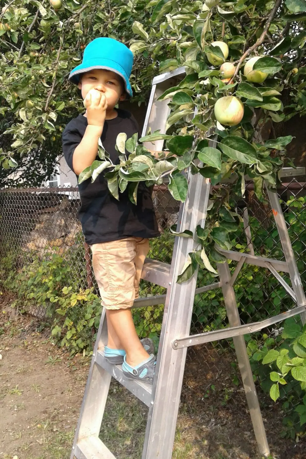 Kid On Ladder Snacking on Fresh Picked Apple from the Tree