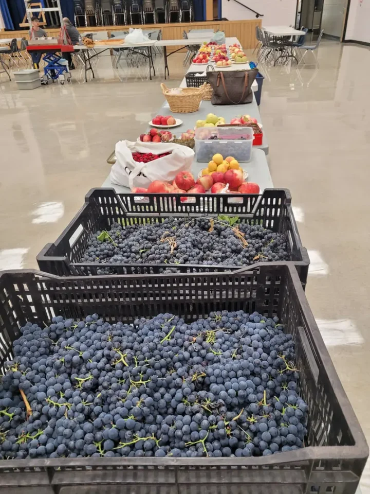Kinds of Grapes Grown in Alberta