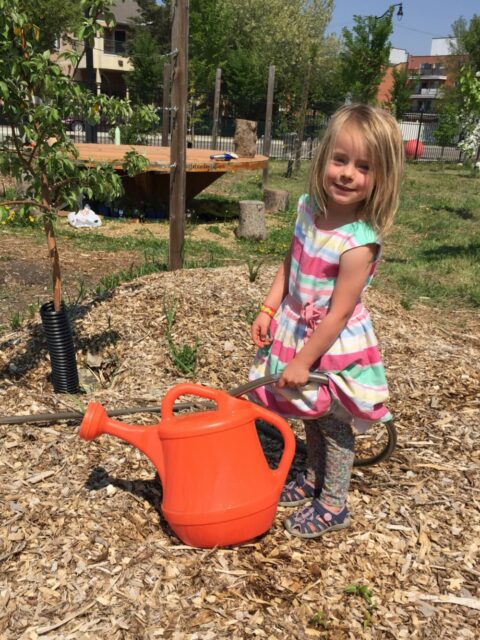 Little Helper Fills a Watering can at the Orchard