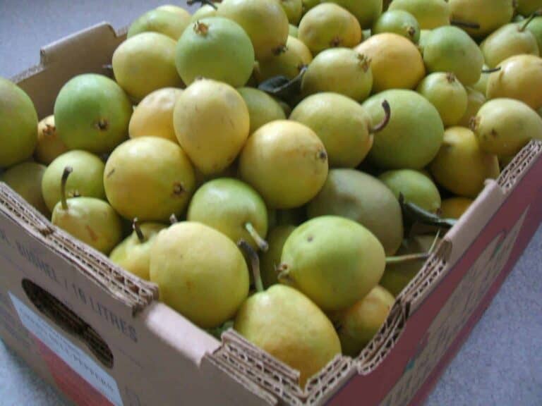 A load of pears in a cardboard box