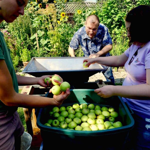 Loading green apples into the apple crusher at the Riverdale cider pressing August 2024