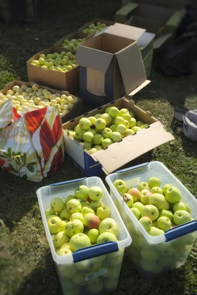 Many Boxes of Apples Donated for Cider