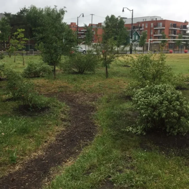 Edmonton’s Living Bridge - From Rail Line to Urban Orchard Legacy 5 Fruit bushes at McCauley Orchard