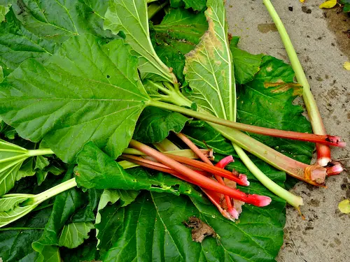 Beginner Jam Making Workshop in Edmonton 2025 2 Rhubarb freshly cut with leaves