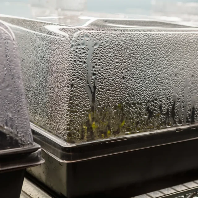 Starting Seeds Indoors: Grow Healthy Transplants for Your Edmonton Garden 2 Seeds Germinating in a Covered Tray