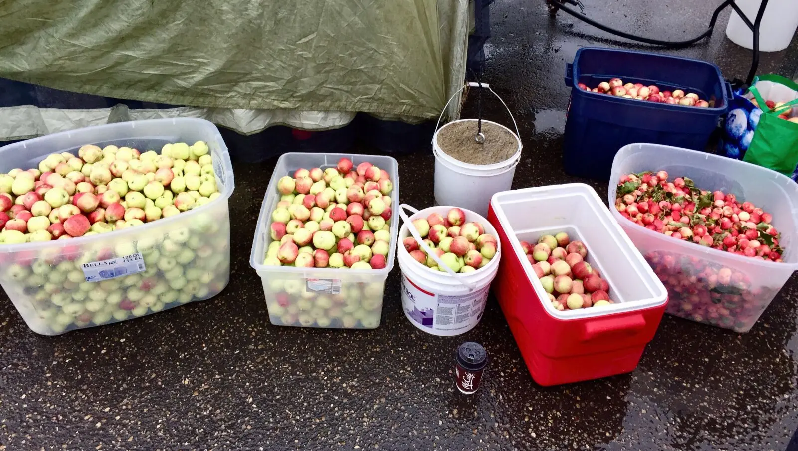 Totes of Donated Apples and Crab Apples for Cider