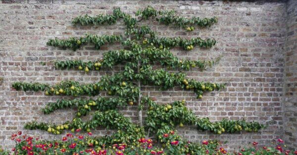 Apple Tree Espalier workshop in Edmonton