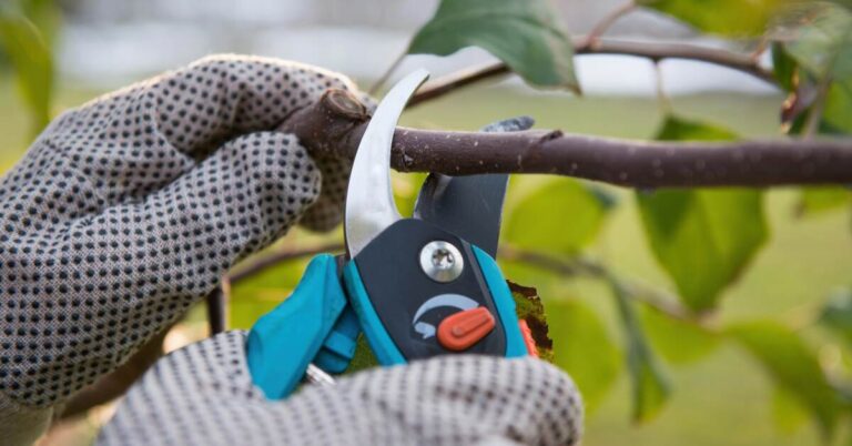 Tree Pruning Workshop in Edmonton, Alberta