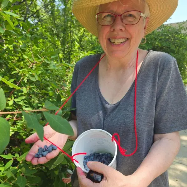 This Rhubarb Haskap Crisp Adapts All Year — Here’s How to Make It 2 Vicky Hildebrandt Picking Haskaps from a front yard hedge