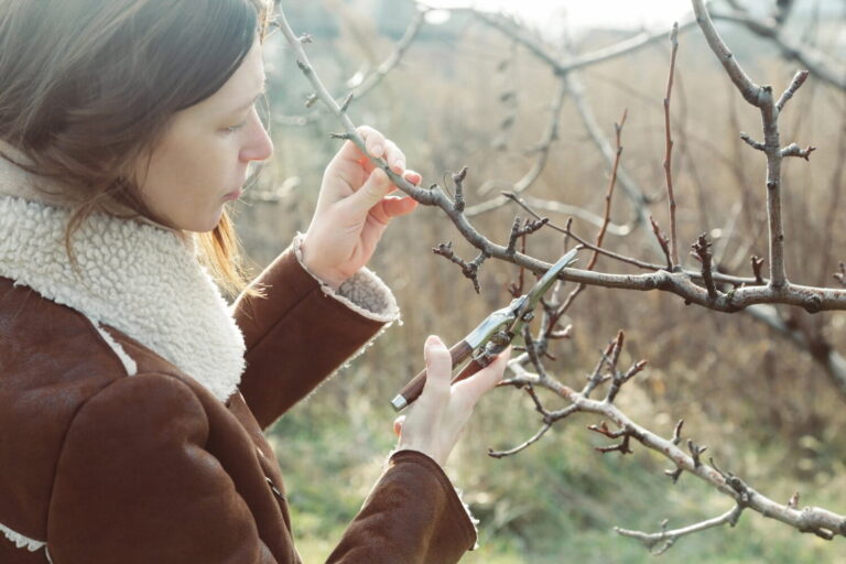 Winter Fruit Tree Pruning Workshop Edmonton