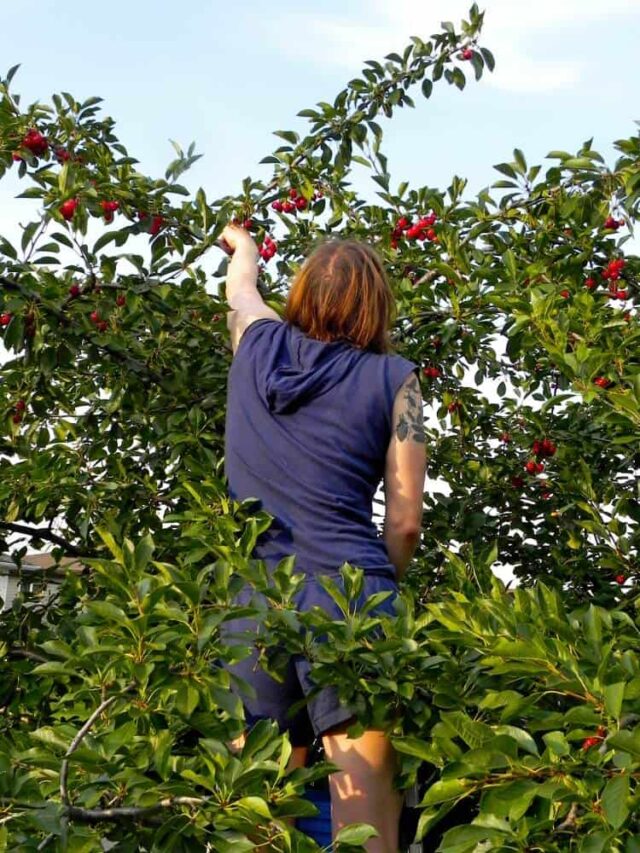 Woman standing on a ladder reaching for fruit in a tree