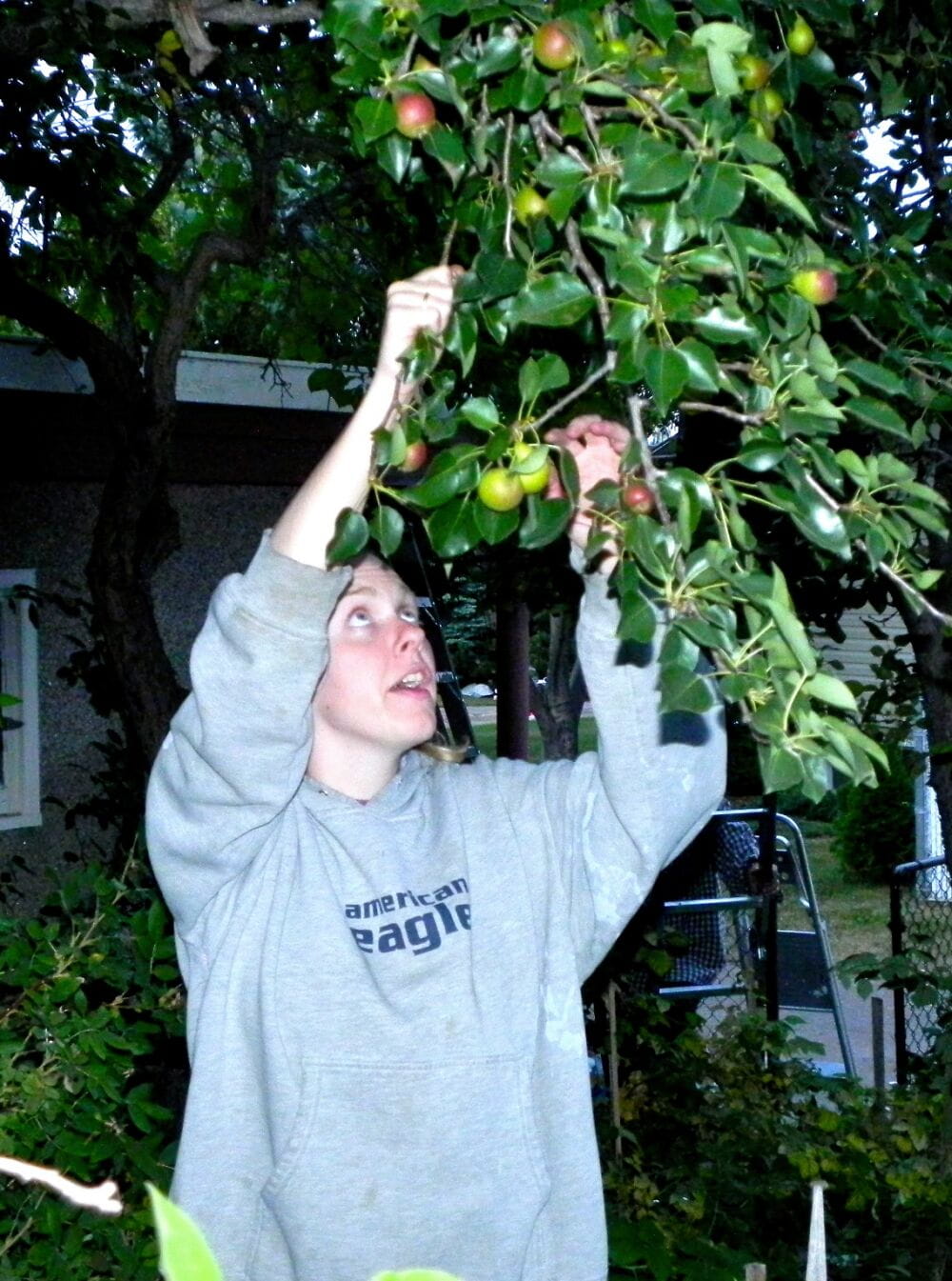 Young Woman Picking Apples From a Tree